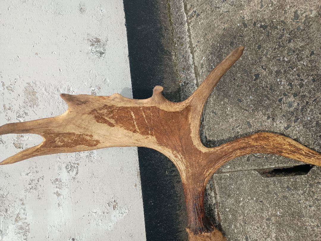 ムース　ヘラジカ　ヘラ鹿　角　ハンティングトロフィー　 オブジェ インテリア