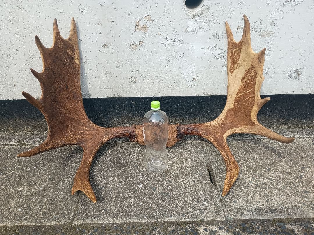 ムース　ヘラジカ　ヘラ鹿　角　ハンティングトロフィー　 オブジェ インテリア