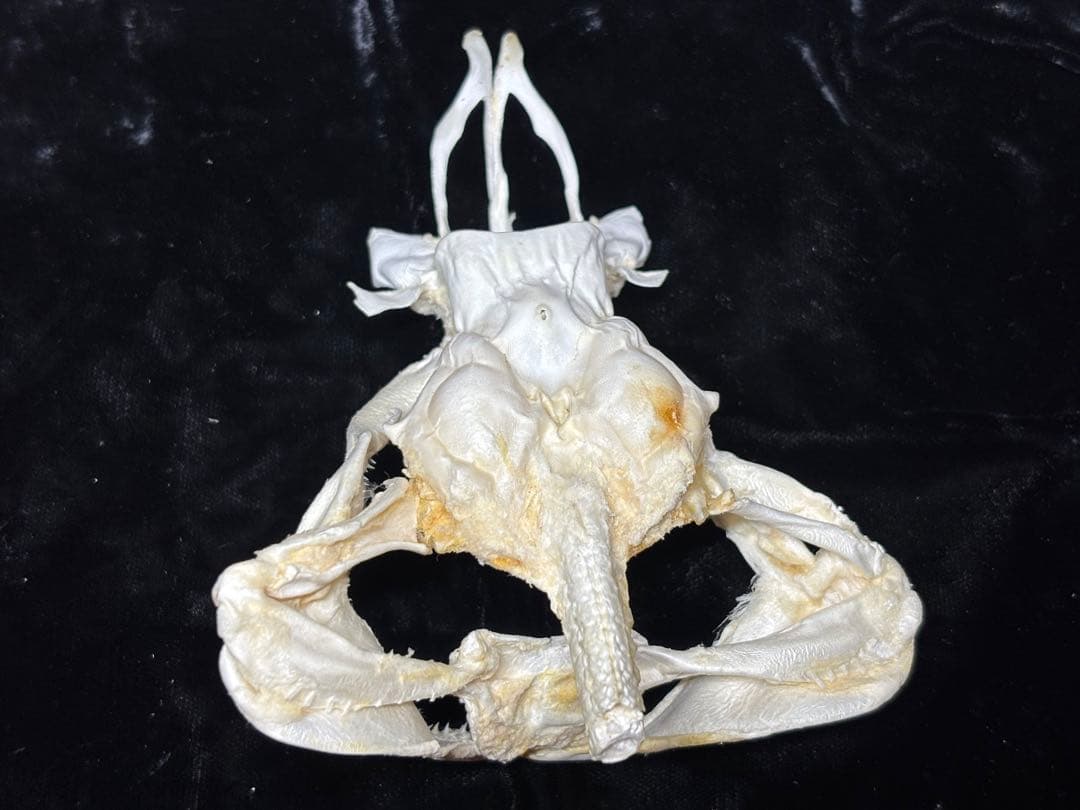 ハナザメ頭骨標本/学術標本やインテリア、理科教材、骨格標本のコレクション