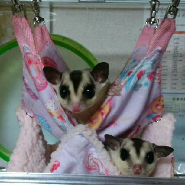 モモンガハウス(大きい花柄) ボアピンク   2100円