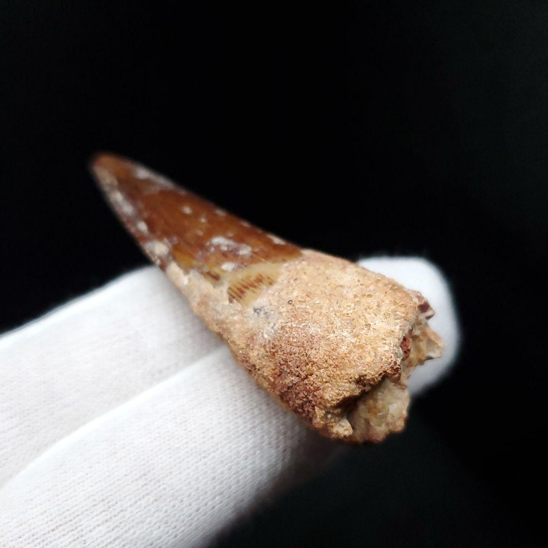 美品 スピノサウルス 本物 モロッコ産 55mm sp443