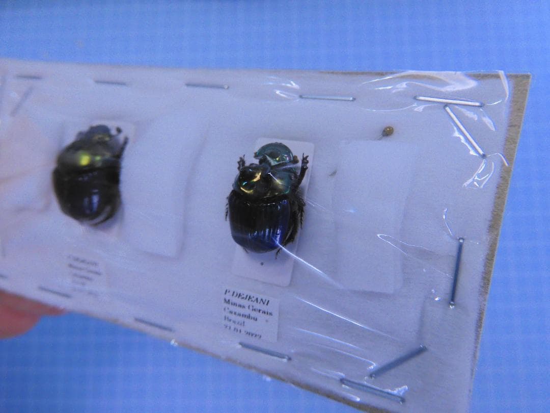 ブラジル産　デジアーニニジダイコクコガネ　ペア　17-18mm