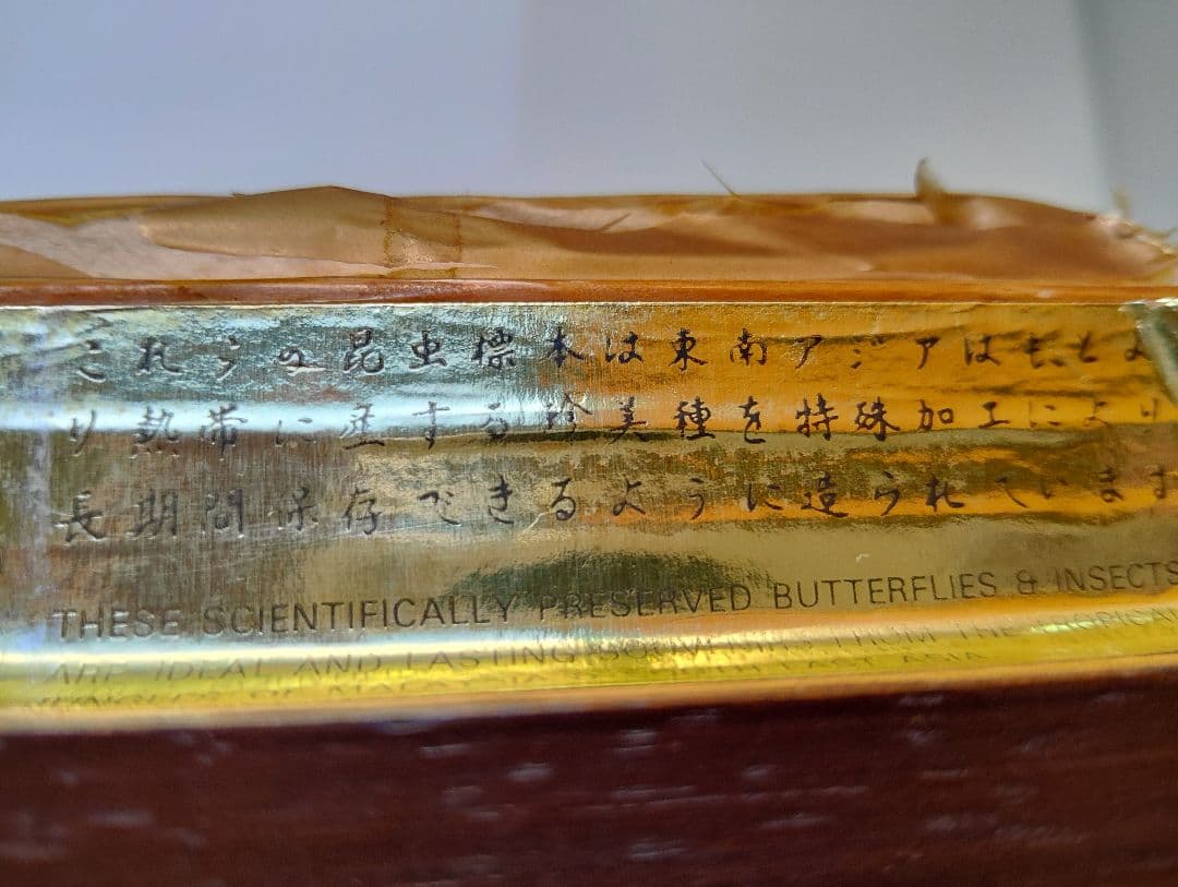 モルフォ 蝶 昆虫 標本 アート インテリア アンティーク 額装 額入り