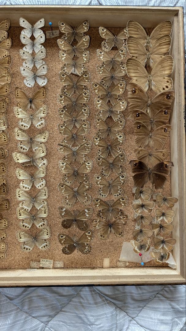 ジャノメ・セセリチョウ　セット