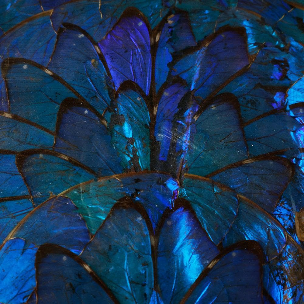 ブルーモルフォ蝶 飾り額 バタフライアート 蝶画 蝶額 標本？羽根細工