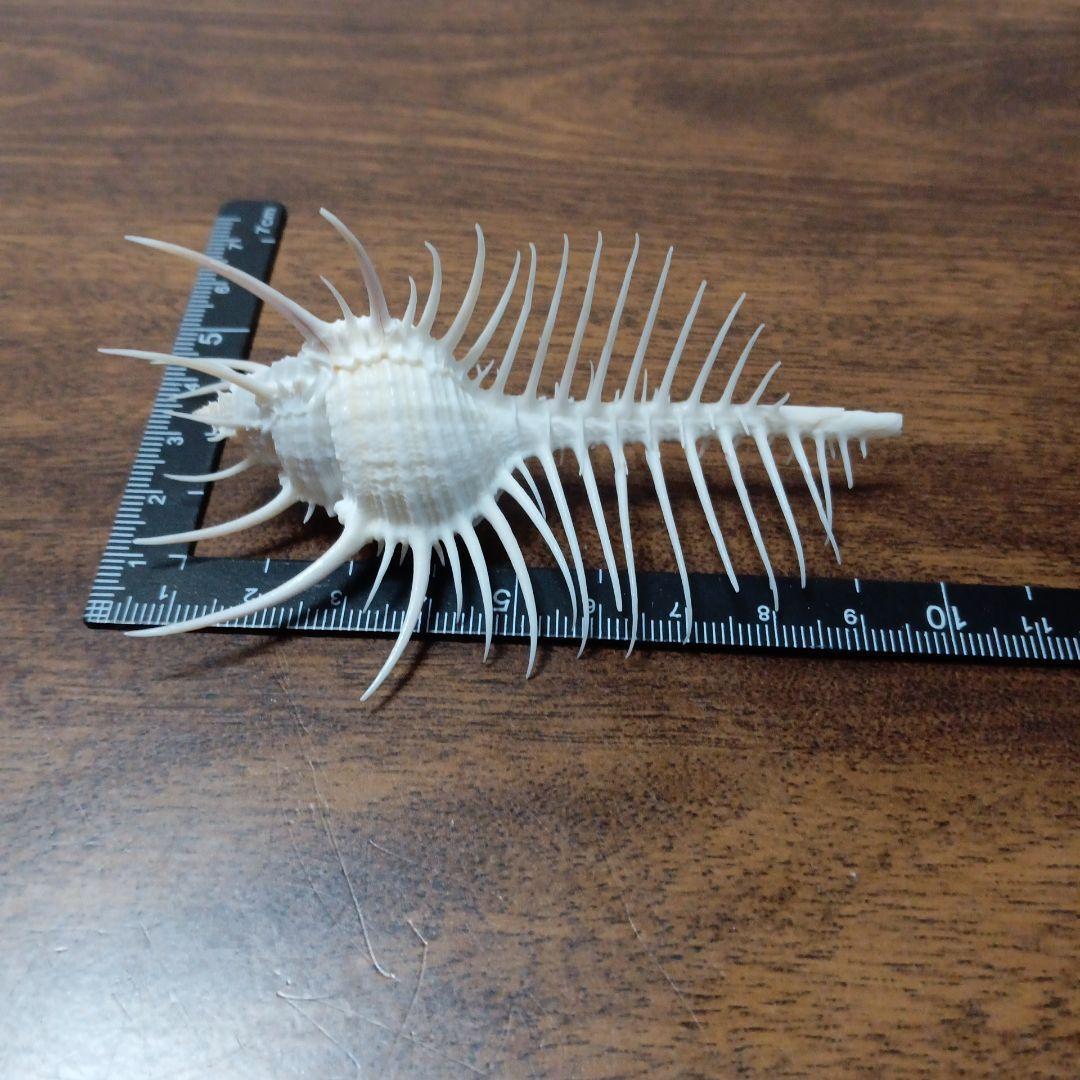 貝殻標本　ホネガイ