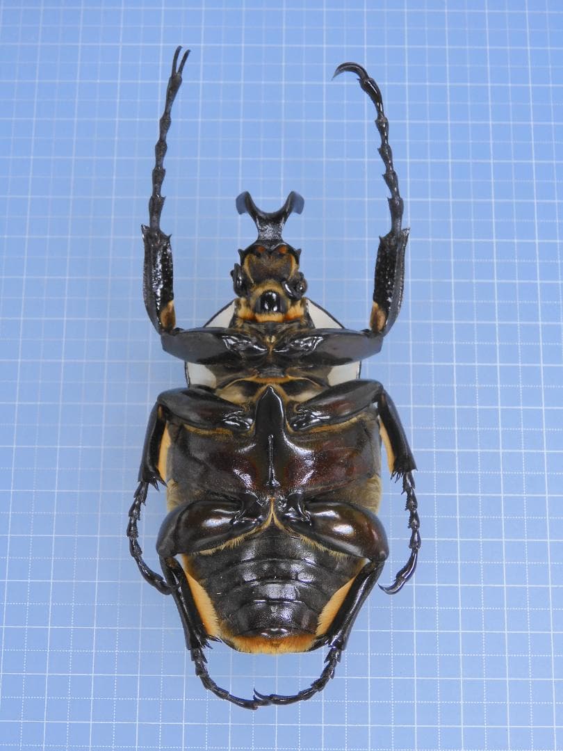 標本 Goliathus giliatus 97mm