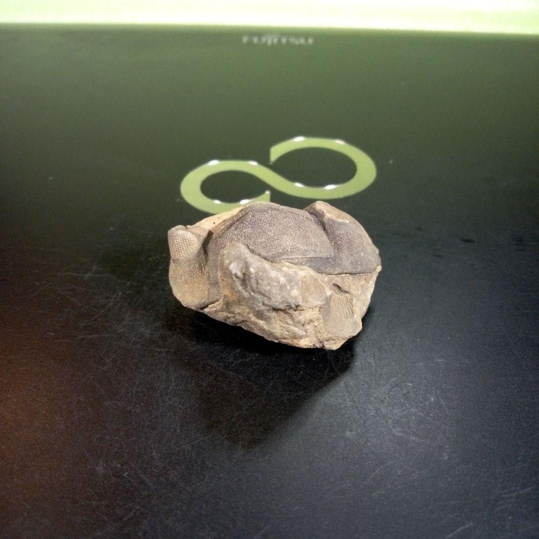 三葉虫　化石　fossil　ボリビア産　trilobite　ボリビア三葉虫郡⑨