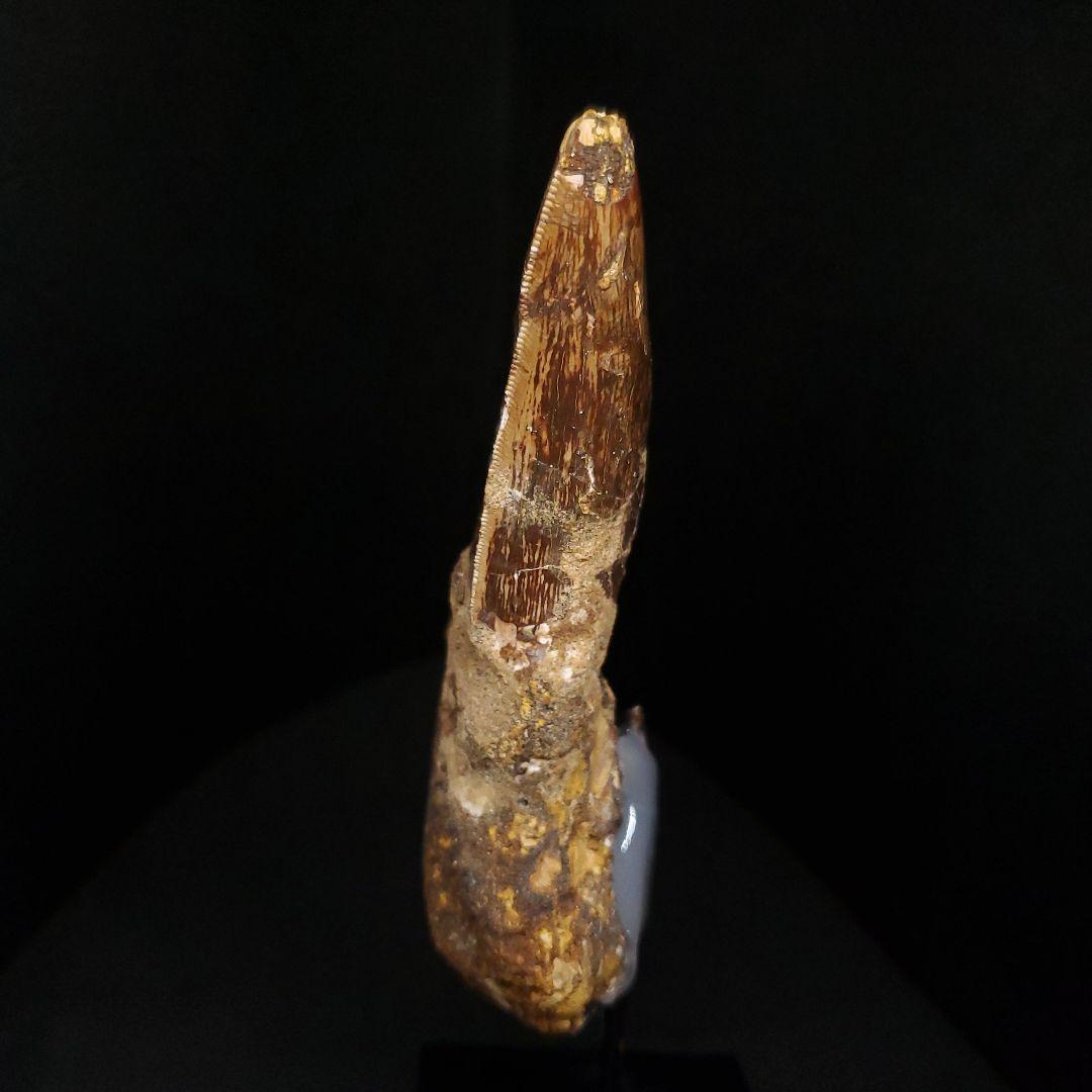 貴重 アフロベナトル 歯 化石 本物 ニジェール産 96.66mm fr93