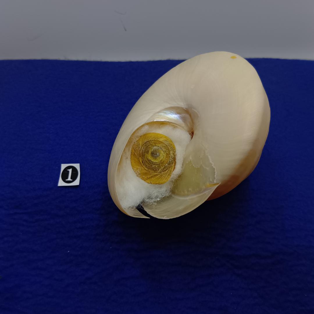 ❶-1貝標本ミナミノオキナエビス（蓋付）