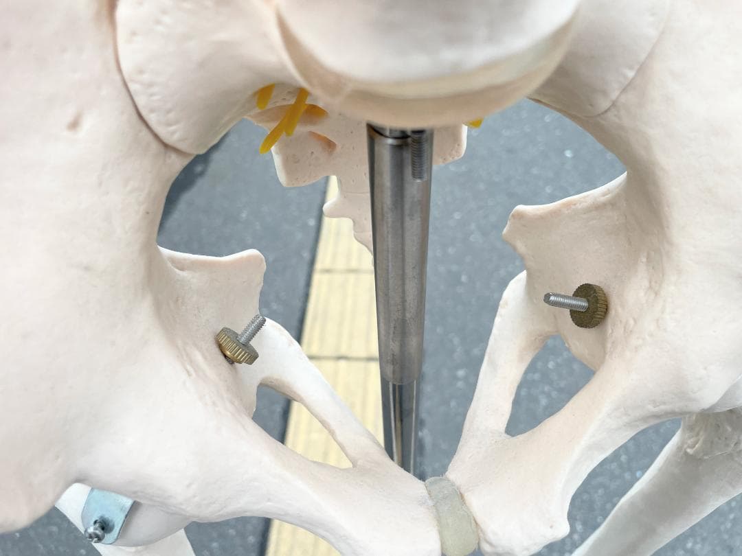 札幌市引取限定。等身大 骨格標本　骸骨模型　180cm　人体模型