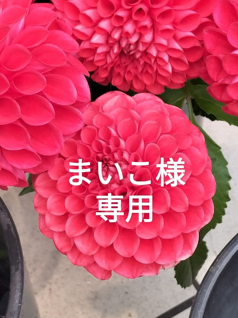 まいこ　リラックマ ようかい ハロウィン てのりぬいぐるみ