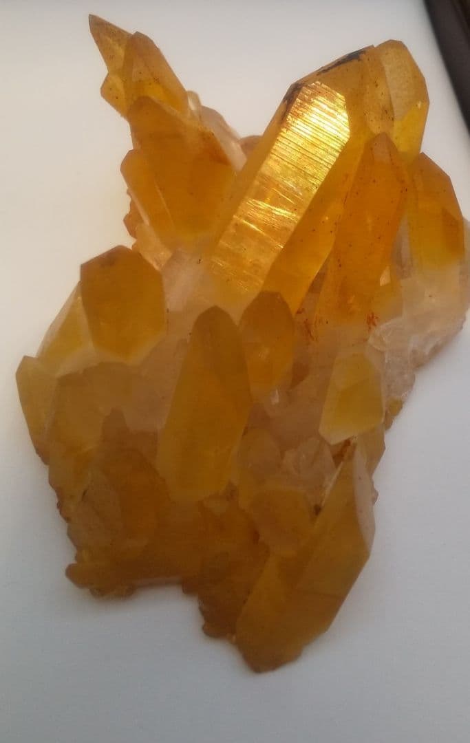 希少 クラスター ゴールデンヒーラー　上質！