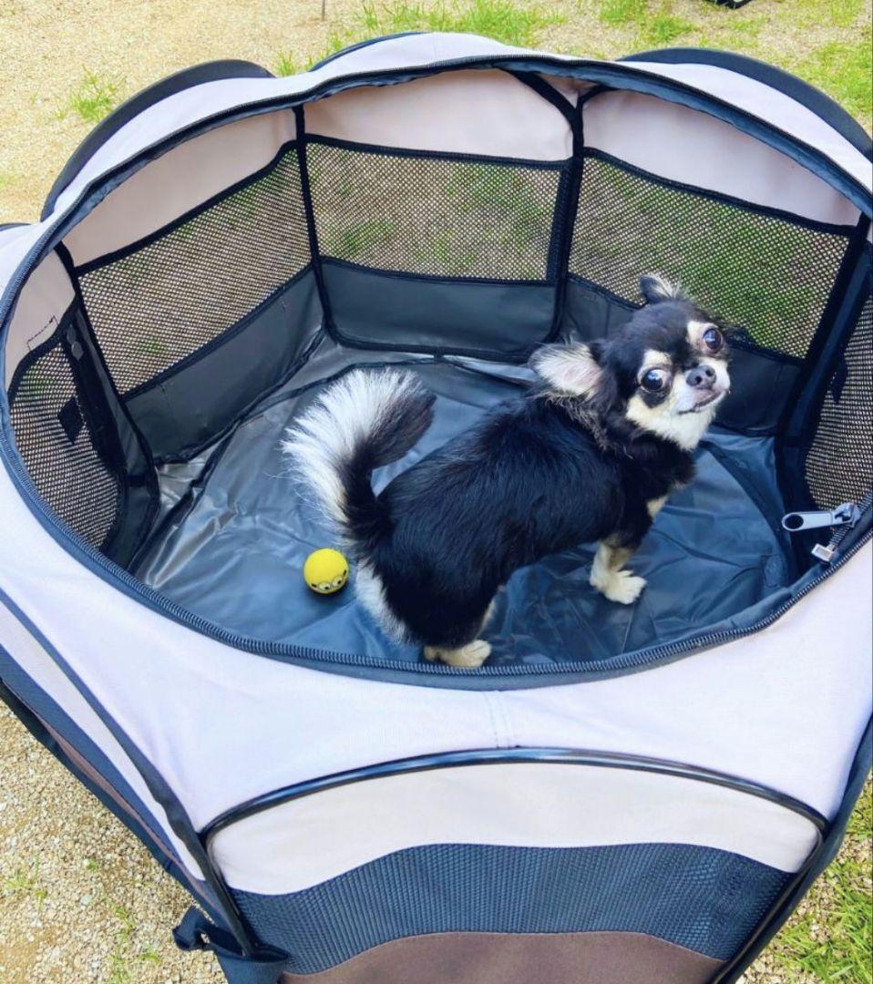 立田ページ♥️　チワワ　ブラックタン　等身大　ぬいぐるみ　カズコオガワ