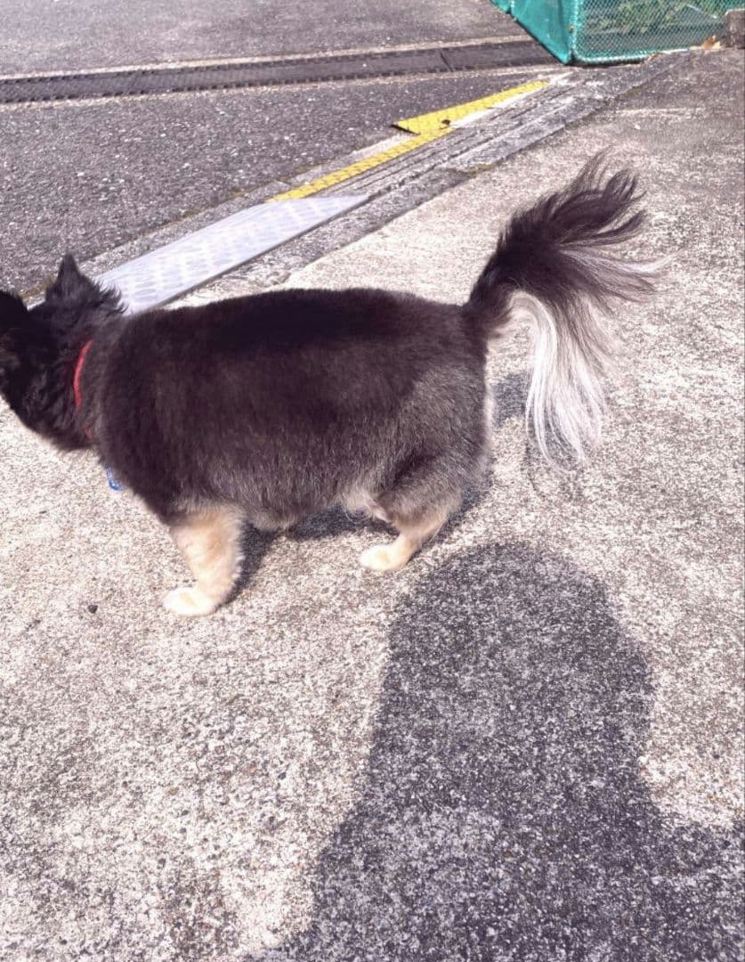 立田ページ♥️　チワワ　ブラックタン　等身大　ぬいぐるみ　カズコオガワ