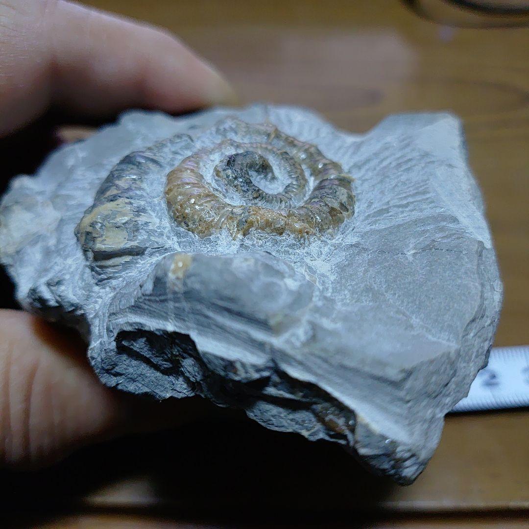 北海道アンモナイト 異常巻きムラモトセラス等