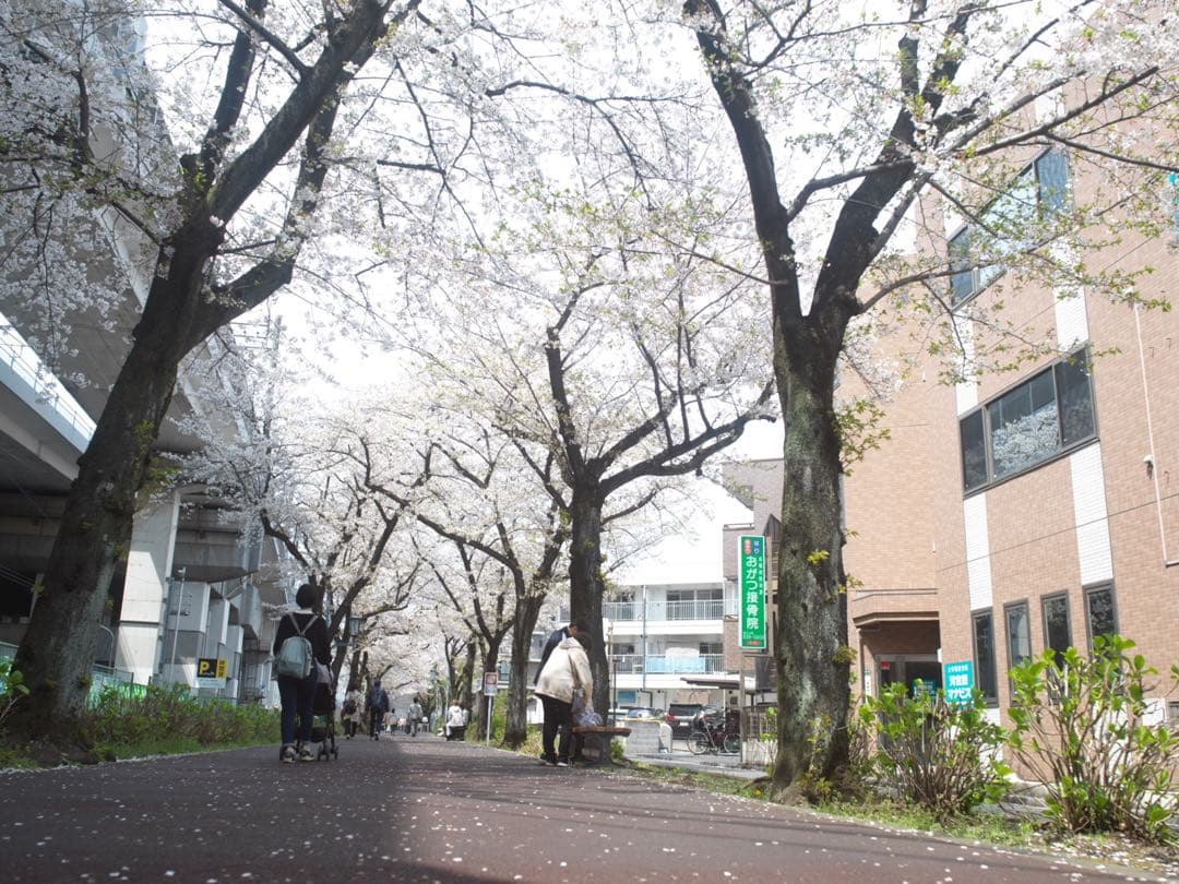 レンズ(単焦点) Carl zeiss HASSELBLAD Distagon C40mm T*