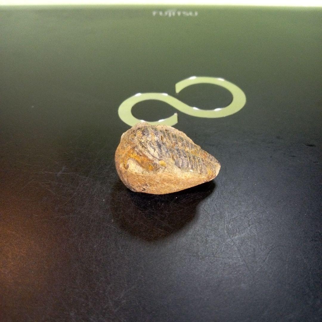 三葉虫　化石　fossil　ボリビア産　trilobite　南アメリカ化石郡④