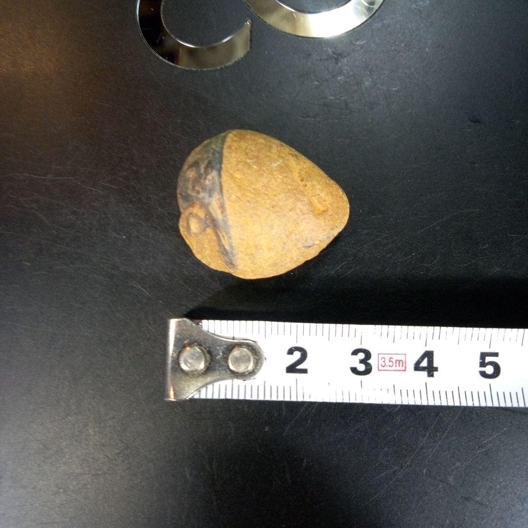 三葉虫　化石　fossil　ボリビア産　trilobite　南アメリカ化石郡④