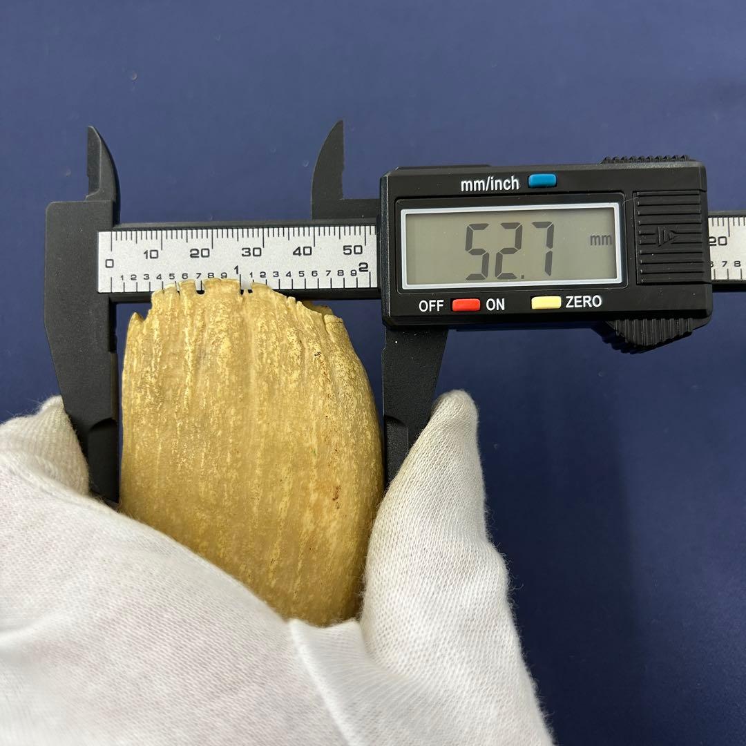 鯨の歯 牙 マッコウクジラ 重量378.1g レア 希少 大きめ 重め キバ