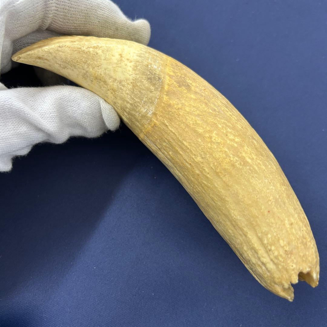 鯨の歯 牙 マッコウクジラ 重量378.1g レア 希少 大きめ 重め キバ