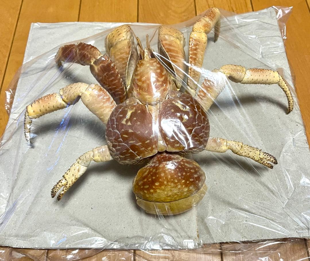 【現地土産品】ヤシガニ 剥製 標本 巨大