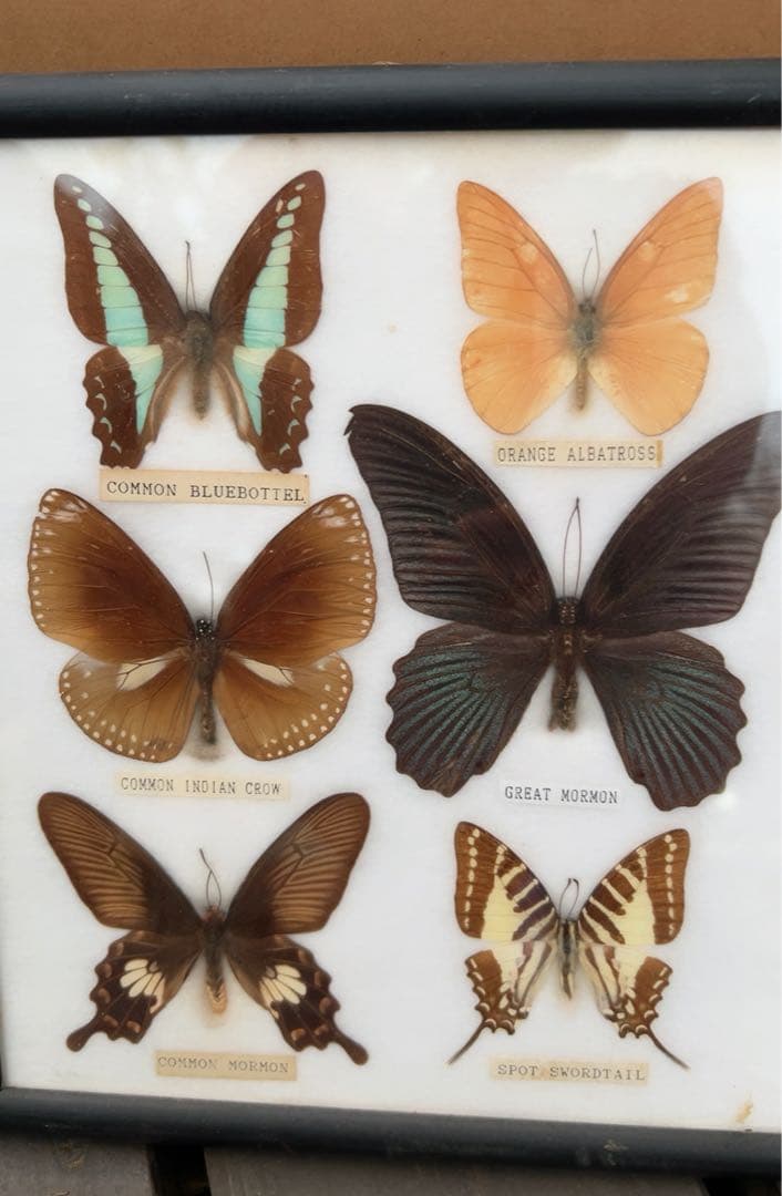 蝶の標本コレクション（フレーム付き）
