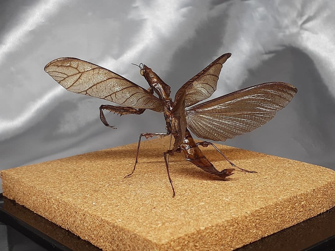 マオウカレハカマキリ雄　立体標本　魔王枯葉