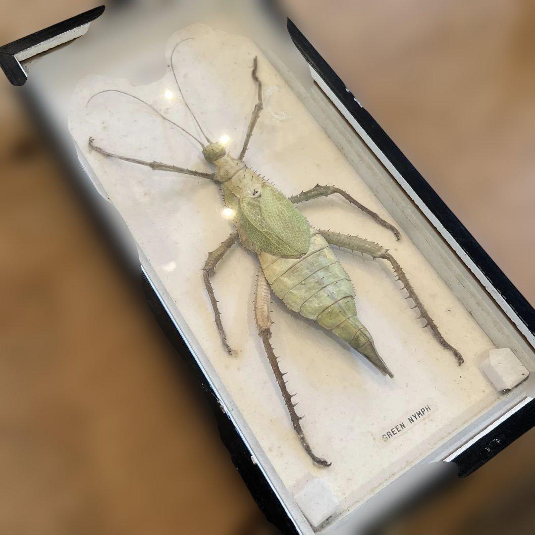 ヴィンテージマレーシアマレーオオナナフシ　標本　昆虫