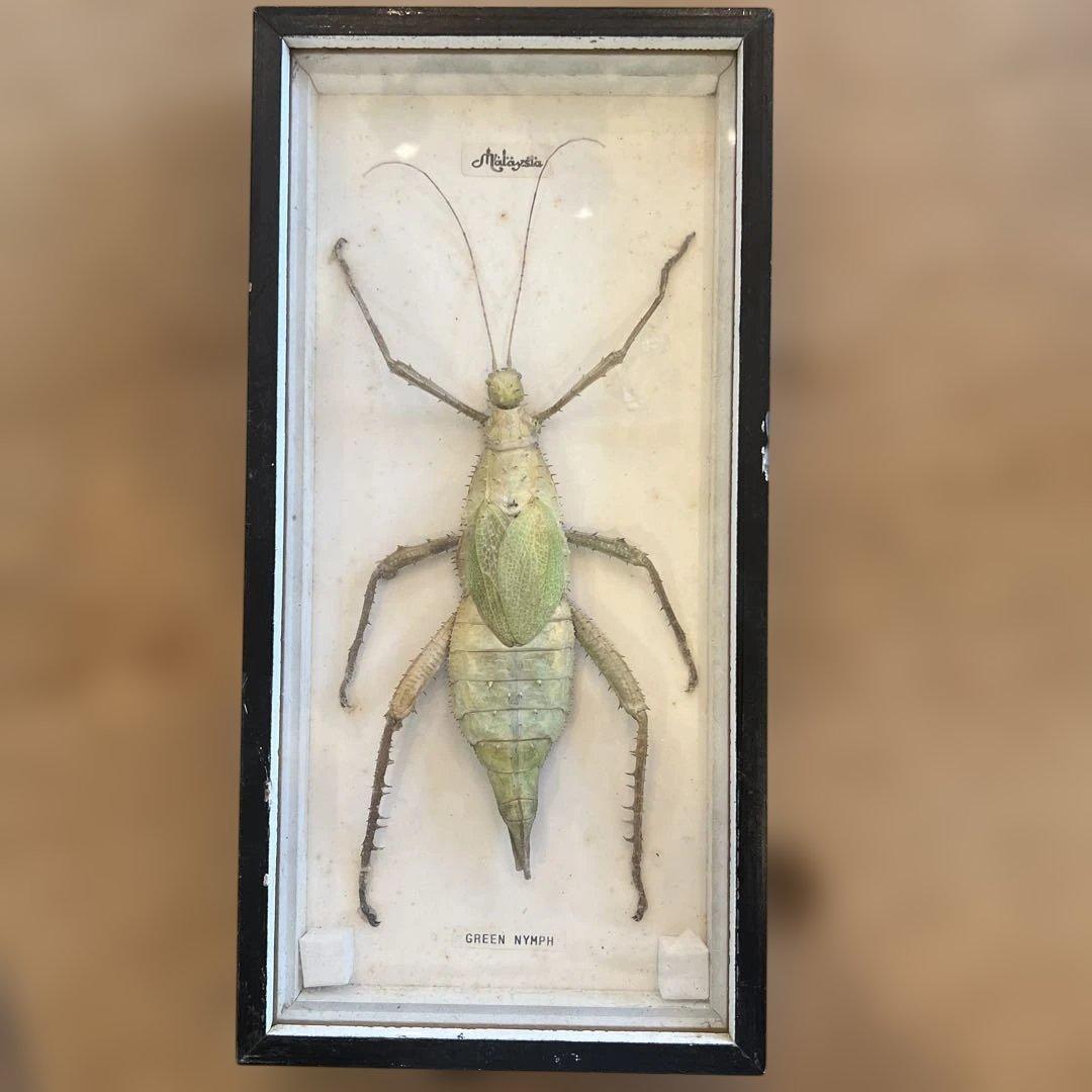 ヴィンテージマレーシアマレーオオナナフシ　標本　昆虫