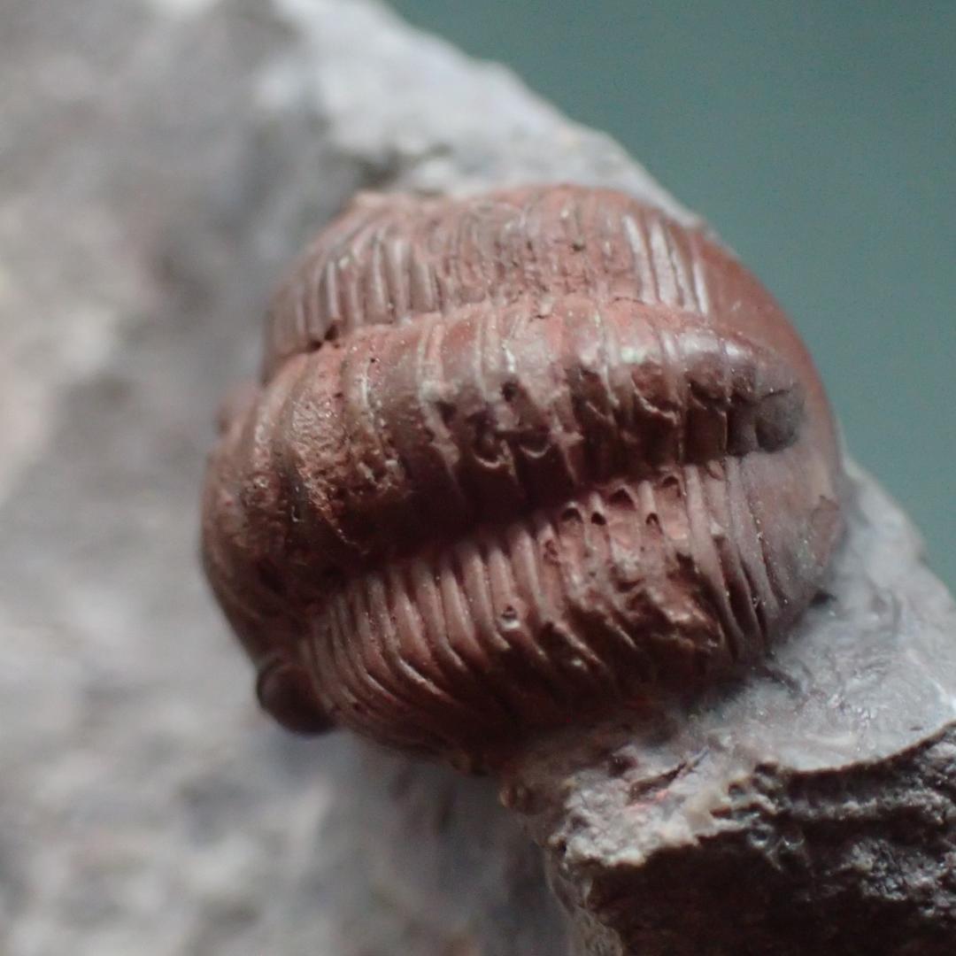 赤い三葉虫の化石 プロエトペルティス モロッコ産 本物保証