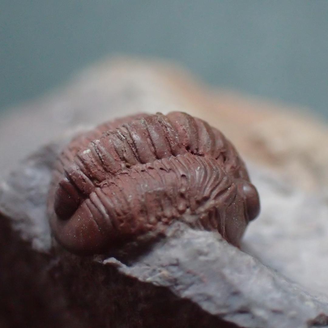 赤い三葉虫の化石 プロエトペルティス モロッコ産 本物保証