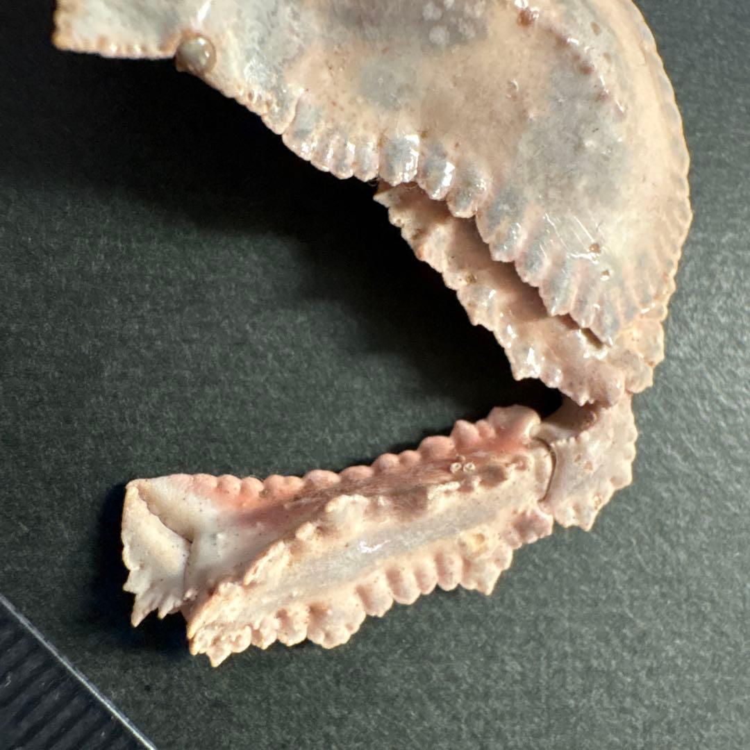 希少生物！？　蟹　カニ　剥製　標本　カワリヒシガニ　ヒシガニ系　甲殻類　自然