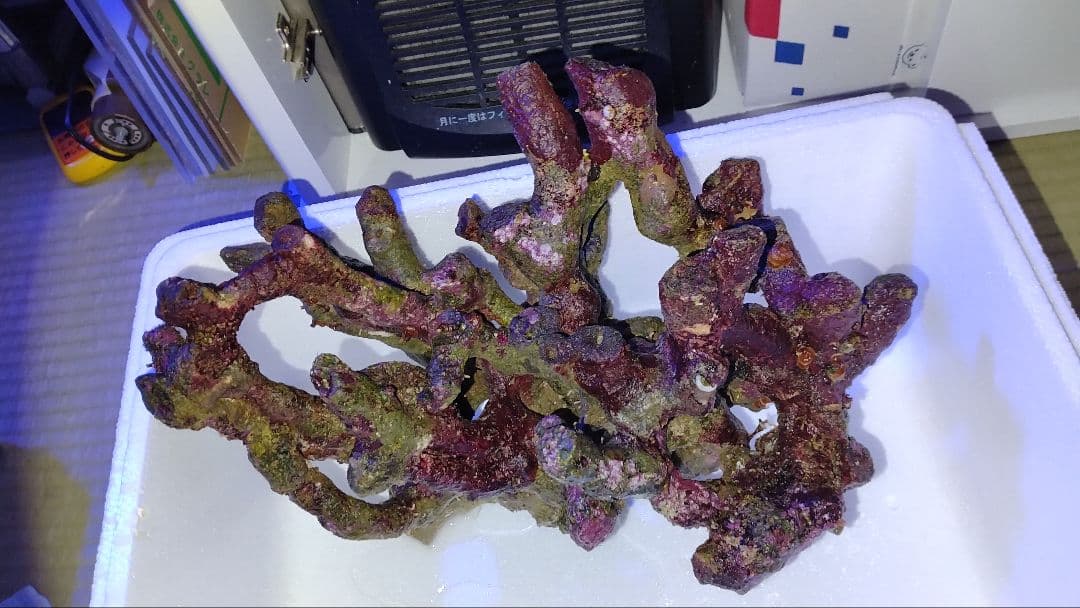 ライブロック　枝塊