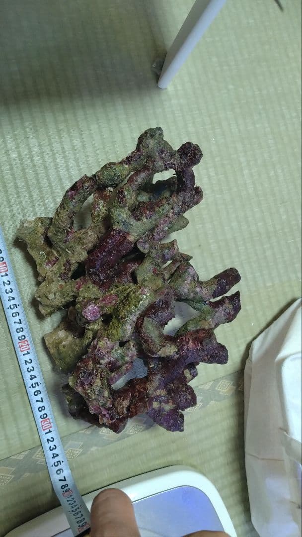 ライブロック　枝塊