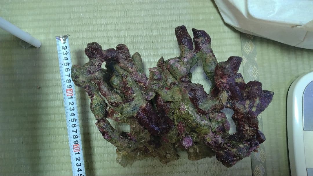 ライブロック　枝塊