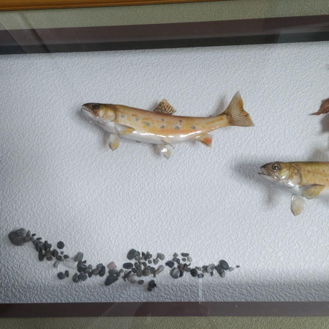 剥製　ブルックトラウト　額入り