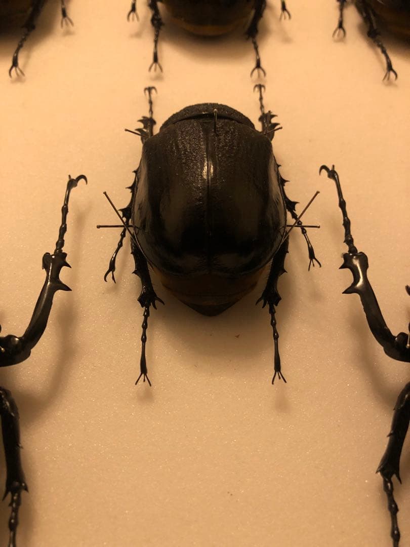 ラミレスゾウカブトペア　ペルー産WF3 標本