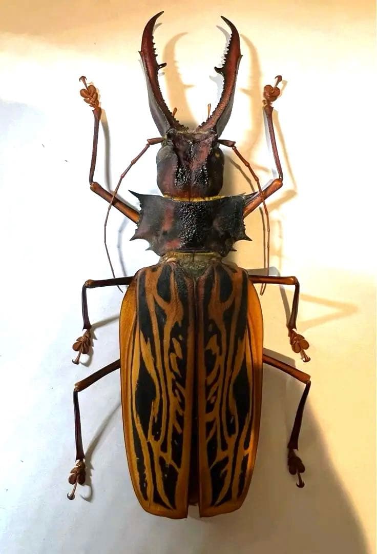 ペルー　オオキバウスバカミキリA-標本　162mm弱