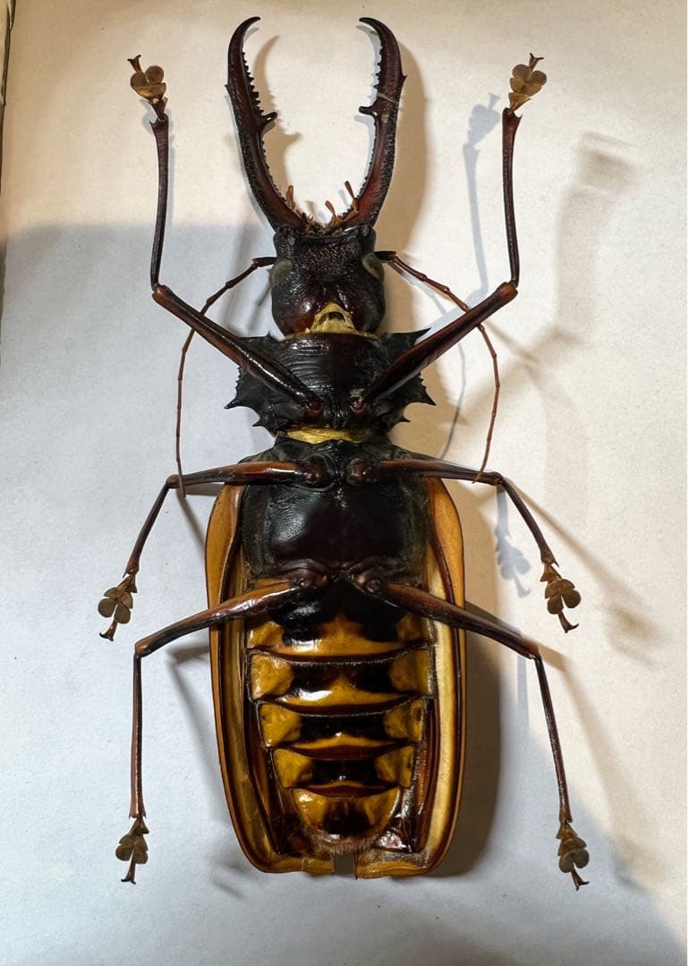 ペルー　オオキバウスバカミキリA-標本　162mm弱