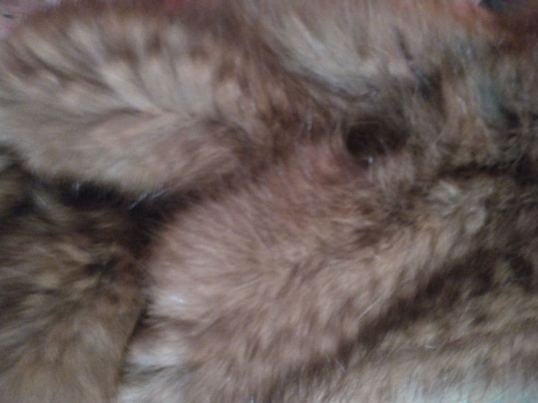 セーブルマフラー、更に値下げしました、