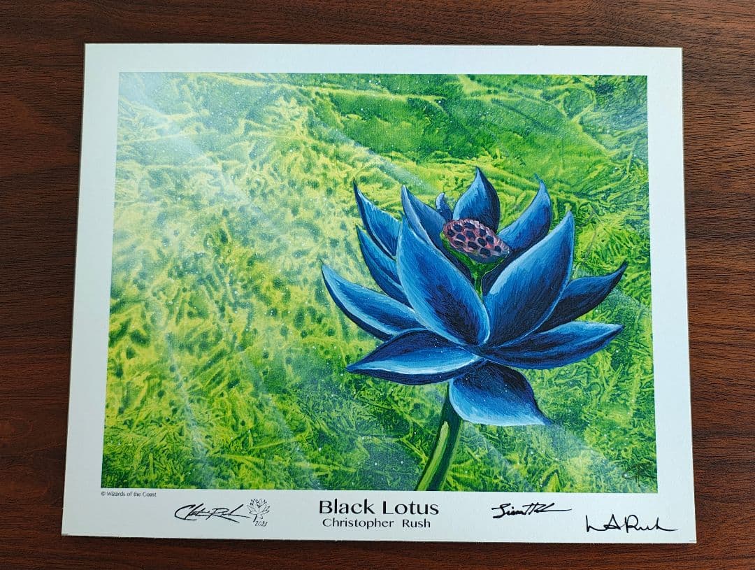ブラックロータス　アートプリント　 Black Lotus MTG
