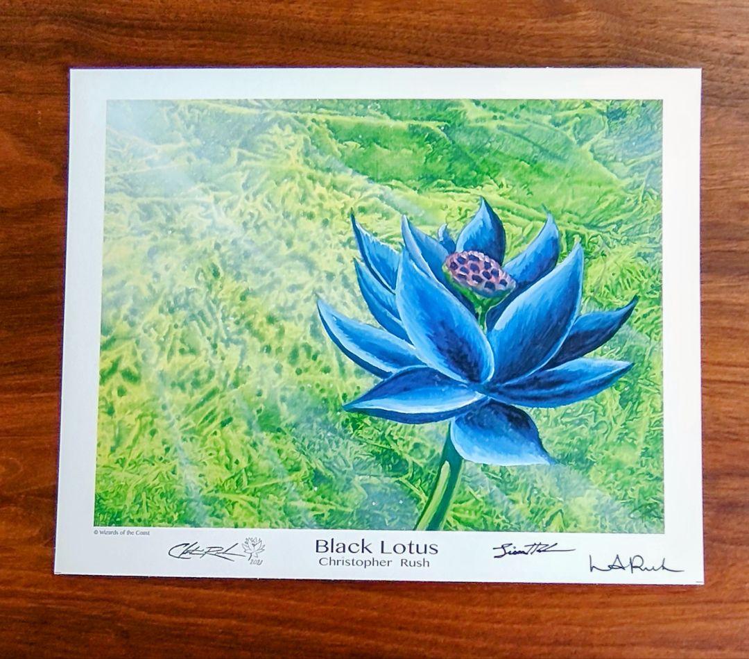 ブラックロータス　アートプリント　 Black Lotus MTG