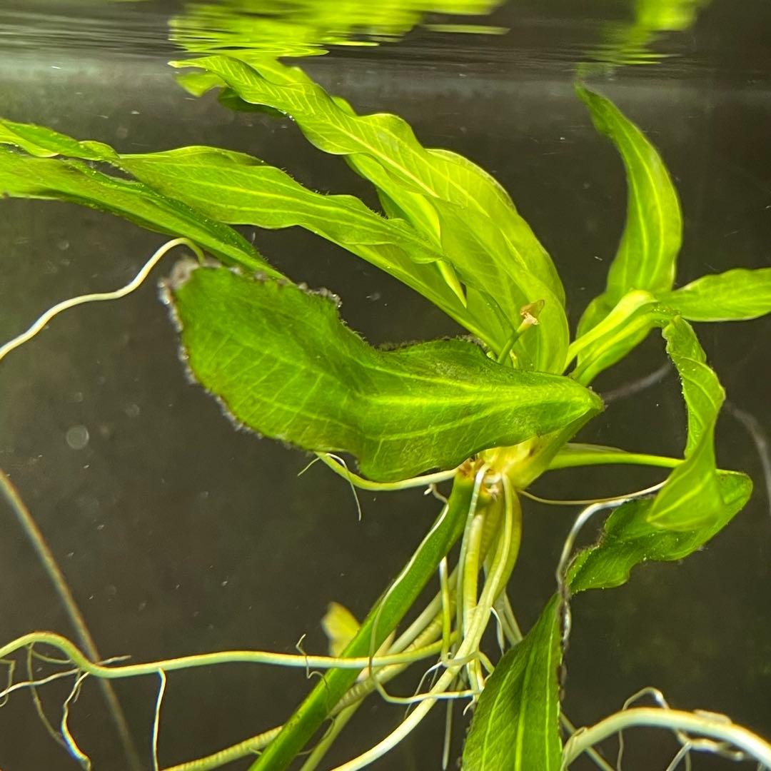 ニコ　E.ホレマニーヴェルデ1株と座標軸1株のセット