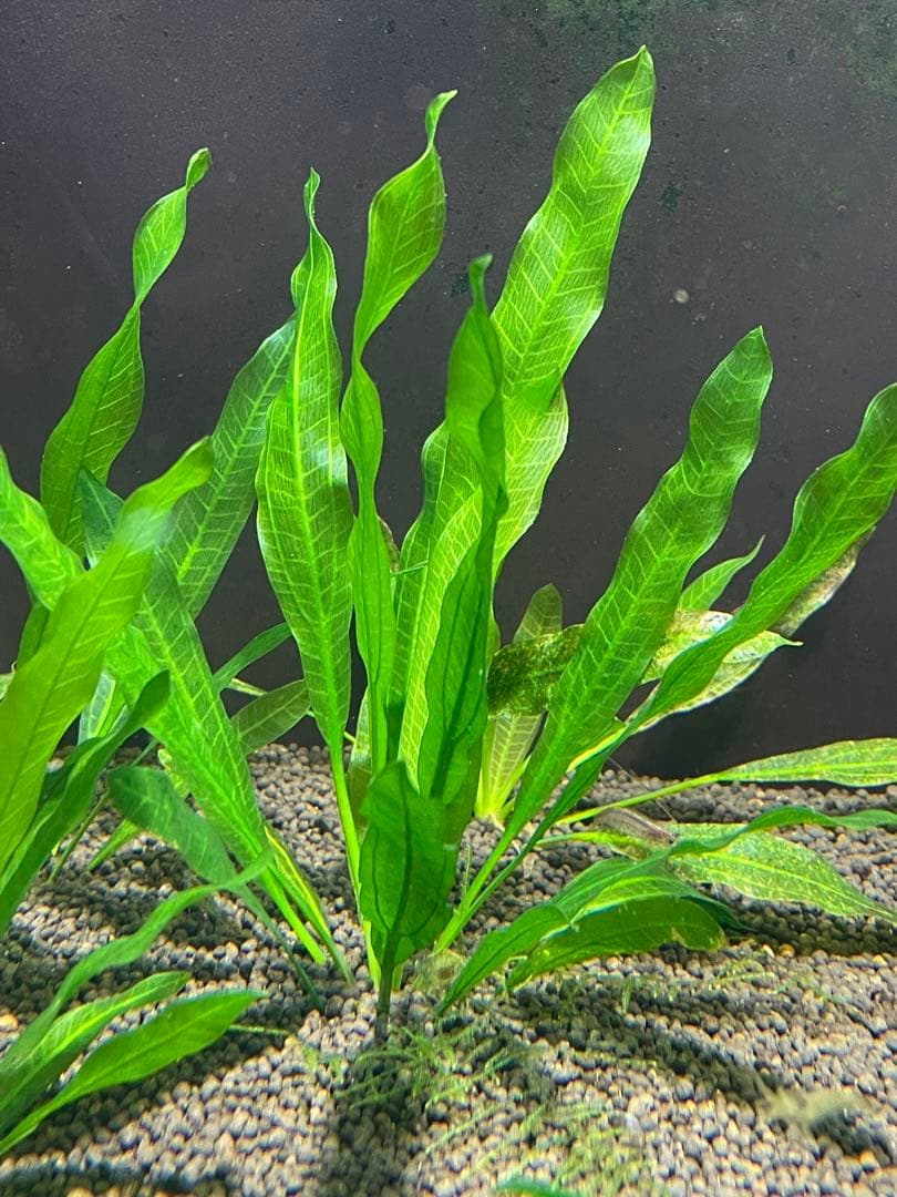 ニコ　E.ホレマニーヴェルデ1株と座標軸1株のセット