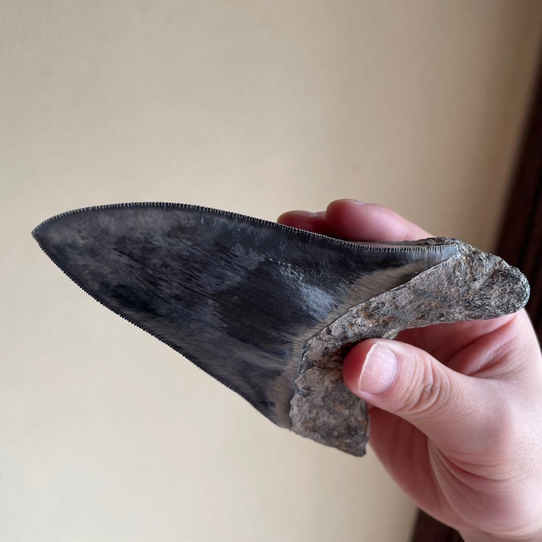 メガロドンの歯 化石 ジェムグレード 超希少カラー パワーストーン 鉱物 宝石