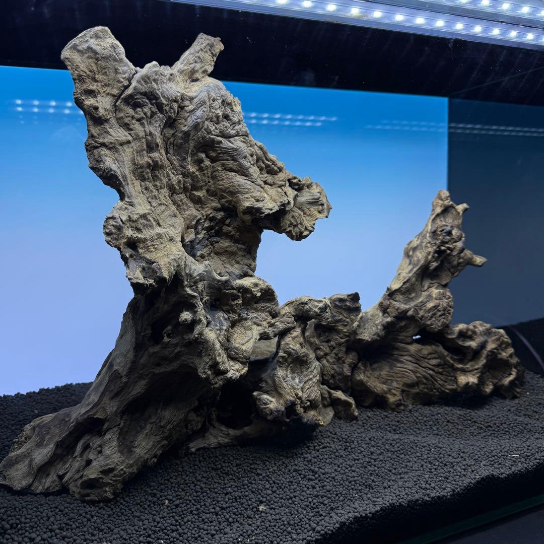 MJW-6882 ジンジャーウッド　レイアウトセット　天然流木　アクアリウム