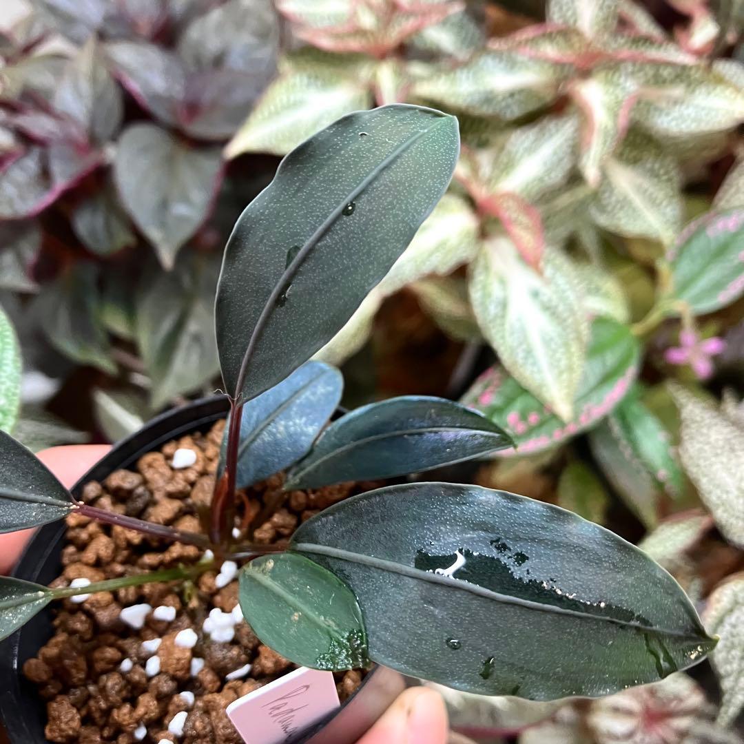 水草 Bucephalandra motleyana Padawan