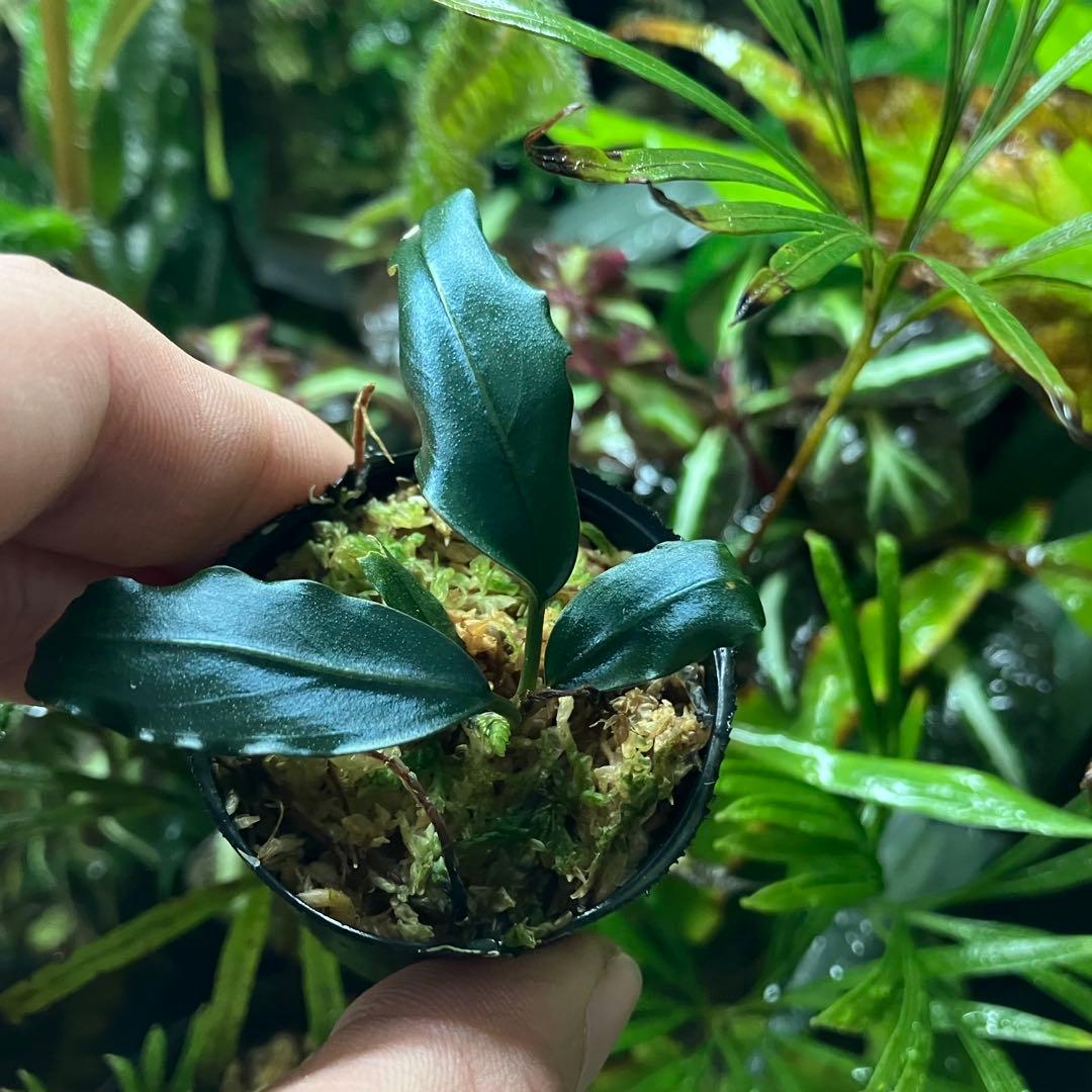 水草 Bucephalandra motleyana Padawan