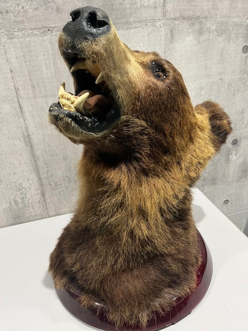 ヒグマ　トロフィー　置物　剥製　大型
